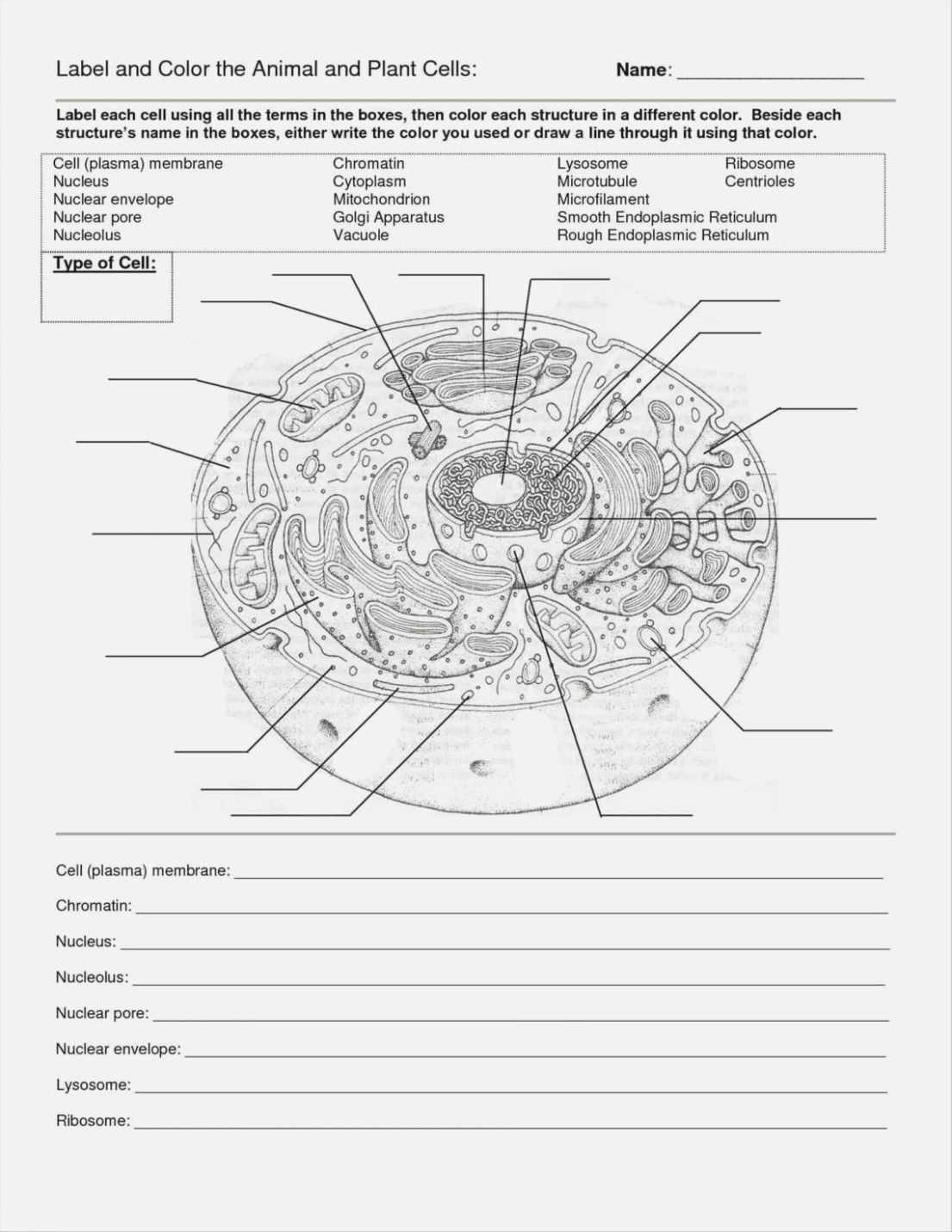 Cells Alive Bacterial Cell Worksheet Answer Key | Briefencounters Regarding Plant Cell Worksheet Answers