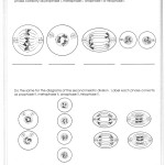 Cells Alive Meiosis Phase Worksheet Answers – Cells Alive Cell Cycle Worksheet Answer Key Throughout Cell Cycle And Mitosis Worksheet