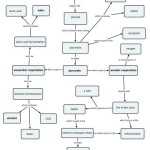 Cellular Respiration And Fermentation Worksheet In Cell Concept Map Worksheet Answers