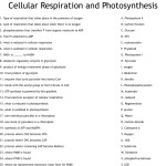 Cellular Respiration And Photosynthesis Worksheet – Wordmint Regarding Photosynthesis And Cellular Respiration Worksheet