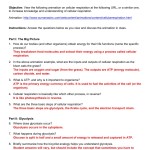 Cellular Respiration Animation Notes Key — Db Excel Intended For Cellular Respiration Worksheet Answer Key