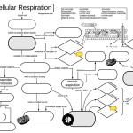 Cellular Respiration Graphic Organizer With Cellular Respiration Worksheet Answer Key