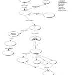 Cellular Respiration Worksheet Key In Cellular Respiration Worksheet Key