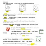 Cellular Transport Worksheet Answer Key — Excelguider intended for Cellular Transport Worksheet Answer Key