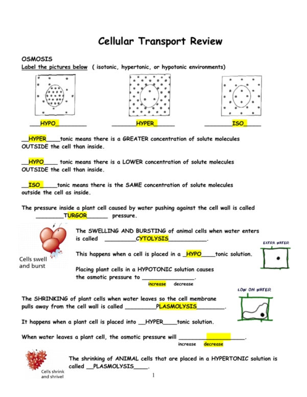 Cellular Transport Worksheet Answer Key — Excelguider intended for Cellular Transport Worksheet Answer Key