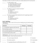 Chapter 7 Section 4 Cellular Transport Worksheet Answers — Db Excel Within 7 3 Cell Transport Worksheet Answers