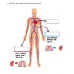 Circulatory And Respiratory Systems Worksheet Inside The Cardiovascular System Worksheet