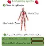 Circulatory System Natural Science Worksheet intended for The Cardiovascular System Worksheet