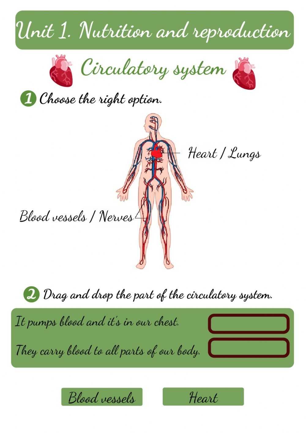 Circulatory System Natural Science Worksheet intended for The Cardiovascular System Worksheet