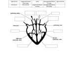 Circulatory System Online Worksheet For Grade 6 With Regard To Circulatory System Worksheet Pdf