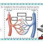 Circulatory System Quiz Worksheet With Regard To The Circulatory System Worksheet