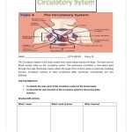 Circulatory Systems Fifth Grade Worksheet Within The Circulatory System Worksheet