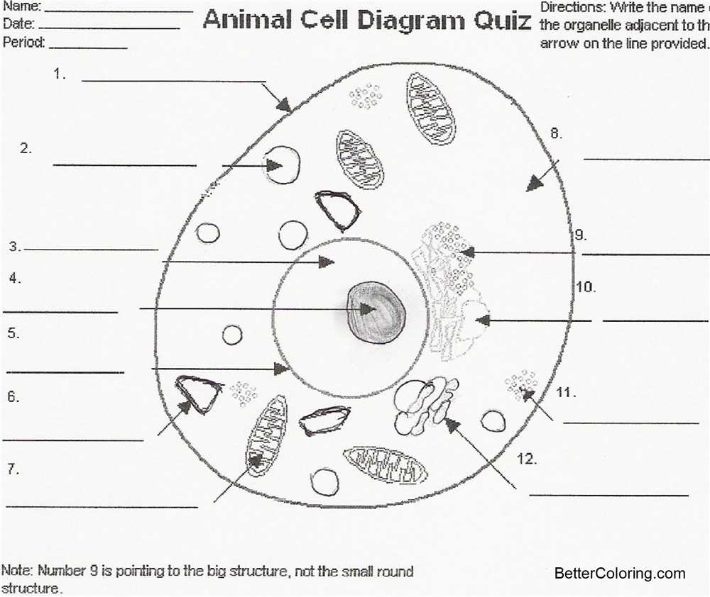 Coloring Animal Cell Worksheet - Gambar Kata Kata within Animal Cell Coloring Worksheet