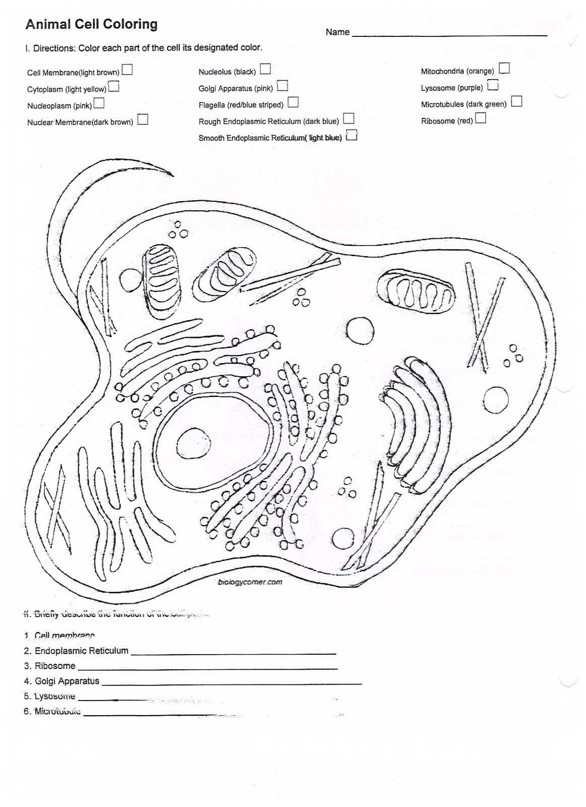 Coloring Page Animal Cell With Membrane Worksheet Answer Key — Db-Excel intended for Cell Membrane Coloring Worksheet