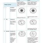 Comparing Mitosis And Meiosis Worksheet Answers Quizlet – Askworksheet Throughout Mitosis Vs Meiosis Worksheet Answers