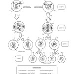 Comparing Mitosis And Meiosis Worksheet Pdf – Mitosis Vs Meiosis Worksheet Flattened Pdf Name Inside Mitosis Vs Meiosis Worksheet Answers