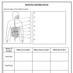 Daniellewm23'S Shop - Teaching Resources - Tes throughout Digestive System Worksheet High School