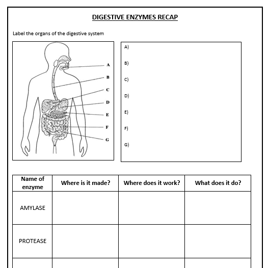 Daniellewm23'S Shop - Teaching Resources - Tes throughout Digestive System Worksheet High School