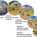Day 0: Ecological Levels Of Organization - A Single Butterfly: inside Levels Of Ecological Organization Worksheet