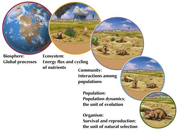 Day 0: Ecological Levels Of Organization - A Single Butterfly: inside Levels Of Ecological Organization Worksheet