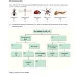 Dichotomous Key Interactive Worksheet Inside Language Of Science Worksheet