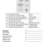 Dichotomous Key Worksheet Pdf Within Dichotomous Key Worksheet Middle School