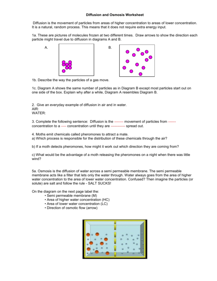 Diffusion And Osmosis Worksheet Answers Biology — Db-Excel with Diffusion And Osmosis Worksheet Answers