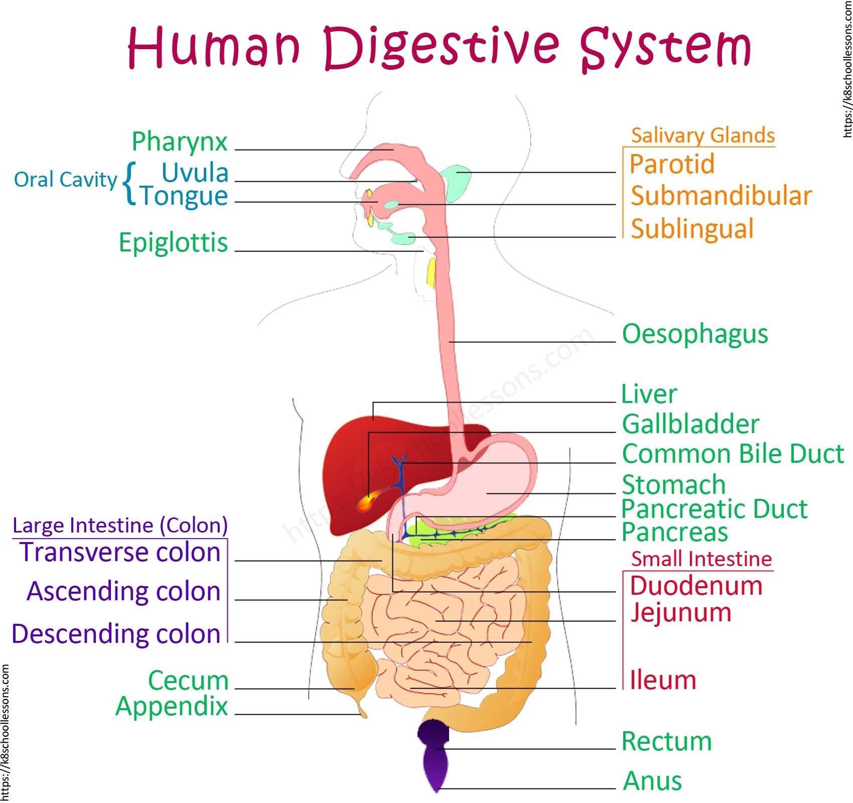 Digestive System For Kids | Human Digestive System | Human Body Facts Regarding Human Digestive System Worksheet