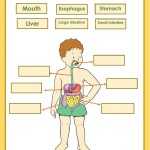 Digestive System Label Worksheet Inside Digestive System Worksheet Answer Key