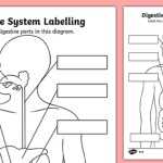 Digestive System Labelling Worksheet | Free Worksheets Samples Regarding Digestive System Worksheet High School