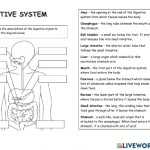 Digestive System Online Activity For Year 7 / 8 With Digestive System Worksheet Pdf