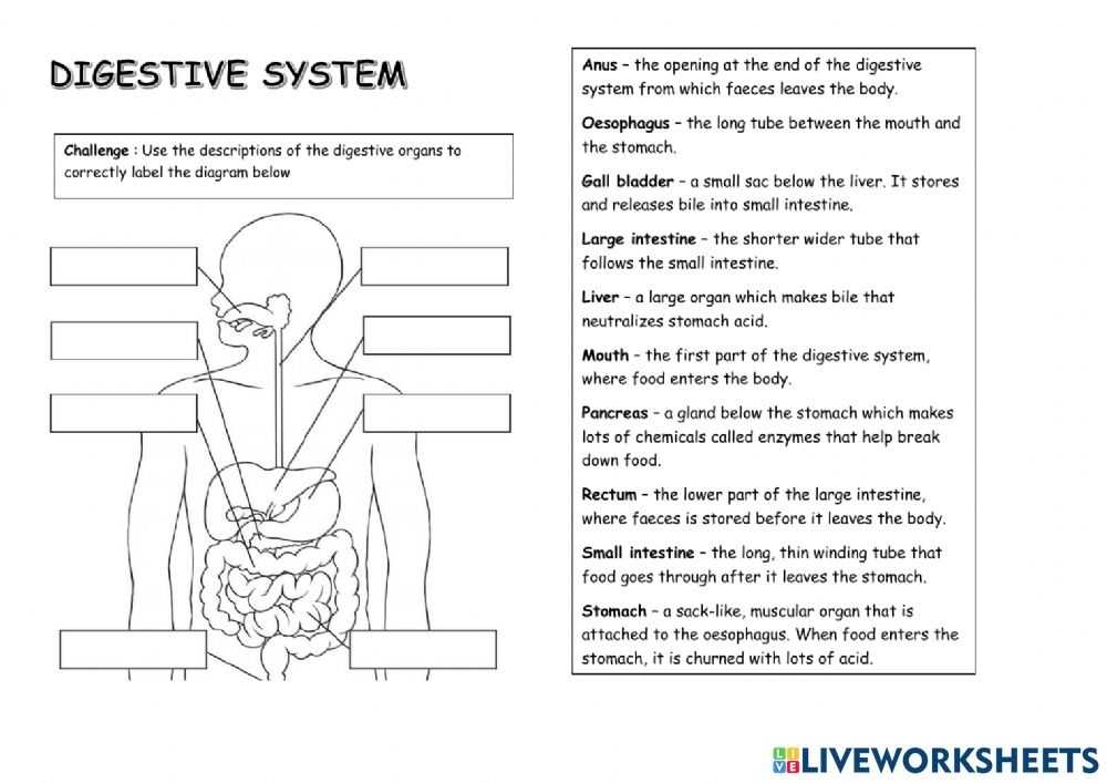 Digestive System Online Activity For Year 7 / 8 With Digestive System Worksheet Pdf