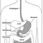 Digestive System Worksheet Answers | Education Template Inside Digestive System Worksheet Answers