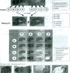 Dihybrid Crosses Answers / 15 Best Images Of Dihybrid Cross Worksheet Answers  : Register intended for Dihybrid Cross Worksheet Answers