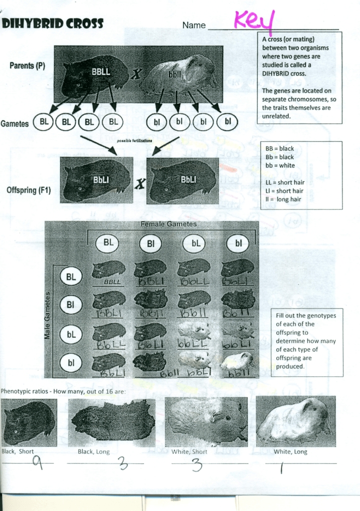 Dihybrid Crosses Answers / 15 Best Images Of Dihybrid Cross Worksheet Answers  : Register intended for Dihybrid Cross Worksheet Answers