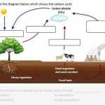 Distance Learning | The Carbon Cycle - Worksheet | Teaching Resources with regard to The Carbon Cycle Worksheet