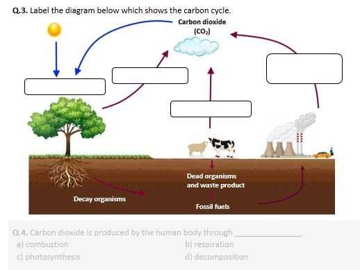 Distance Learning | The Carbon Cycle - Worksheet | Teaching Resources with regard to The Carbon Cycle Worksheet