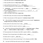 Dna And Protein Synthesis Review Sheet Throughout Dna And Rna Worksheet Answers