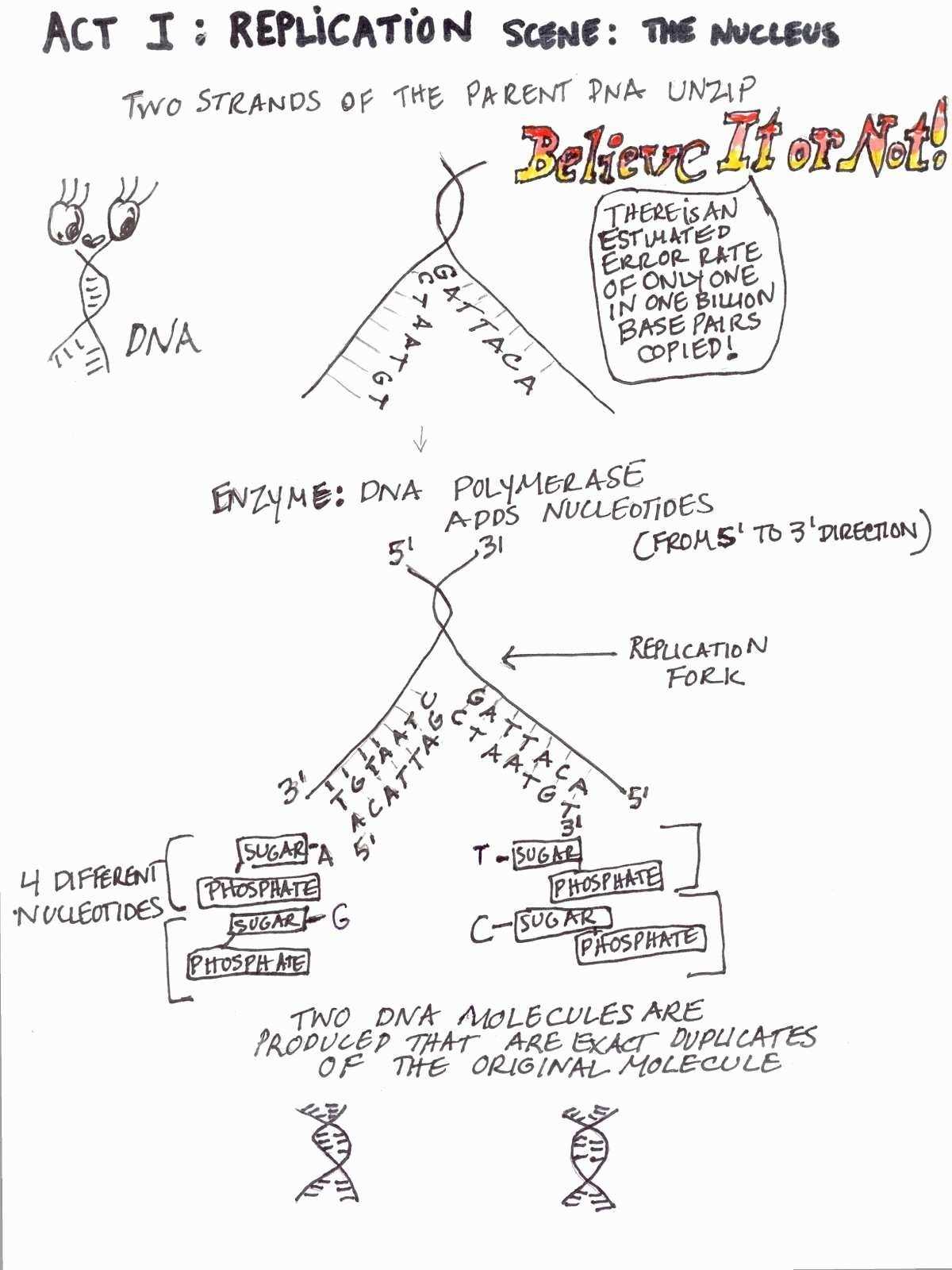 Dna And Replication Worksheet for Dna And Replication Worksheet