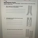 Dna And Replication Worksheet Throughout Dna And Replication Worksheet