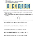 Dna Base Pairing Worksheet Answers — Db-Excel with regard to Dna Base Pairing Worksheet