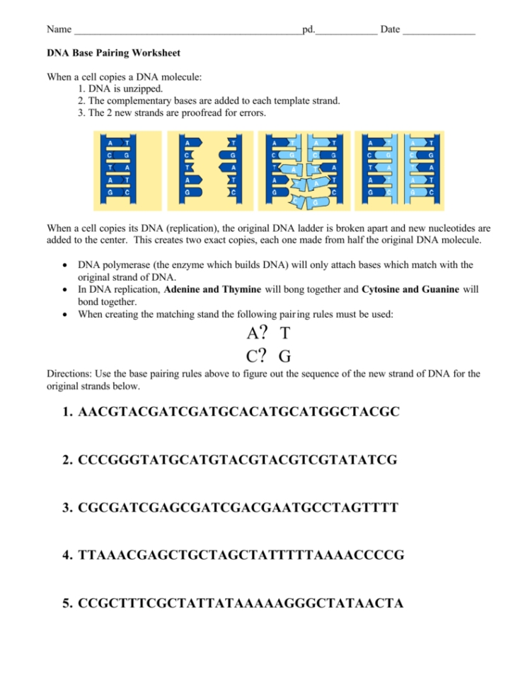 Dna Base Pairing Worksheet Answers — Db-Excel with regard to Dna Base Pairing Worksheet