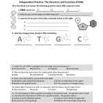 Dna Base Pairing Worksheet Answers For Dna Base Pairing Worksheet