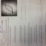 Dna Base Pairing Worksheet Answers Intended For Teddy Roosevelt Square Deal Worksheet