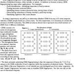 Dna Fingerprinting And Paternity Answer Key / Dna_Fingerprinting_And_Paternity_Worksheet.pdf within Dna Fingerprinting Worksheet Answers