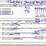 Dna Molecule And Replication Worksheet Answers — Db Excel Regarding Dna Replication Worksheet Answers