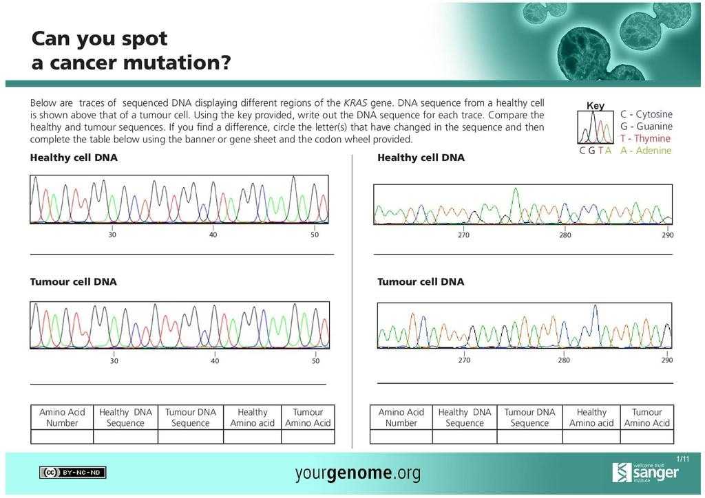 Dna Mutation Practice Worksheet Answers - Ivuyteq Pertaining To Dna Mutations Practice Worksheet Answer
