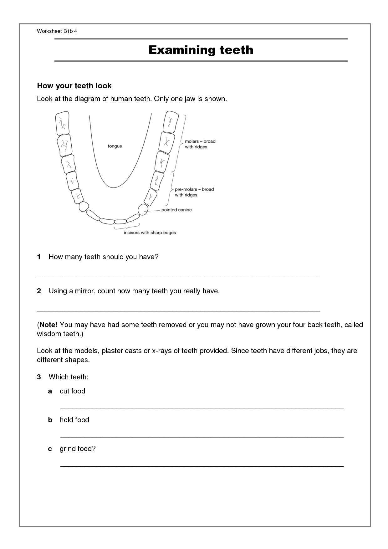Dna Mutations Practice Worksheet Answers - Agaliprogram within Dna Mutations Practice Worksheet Answer