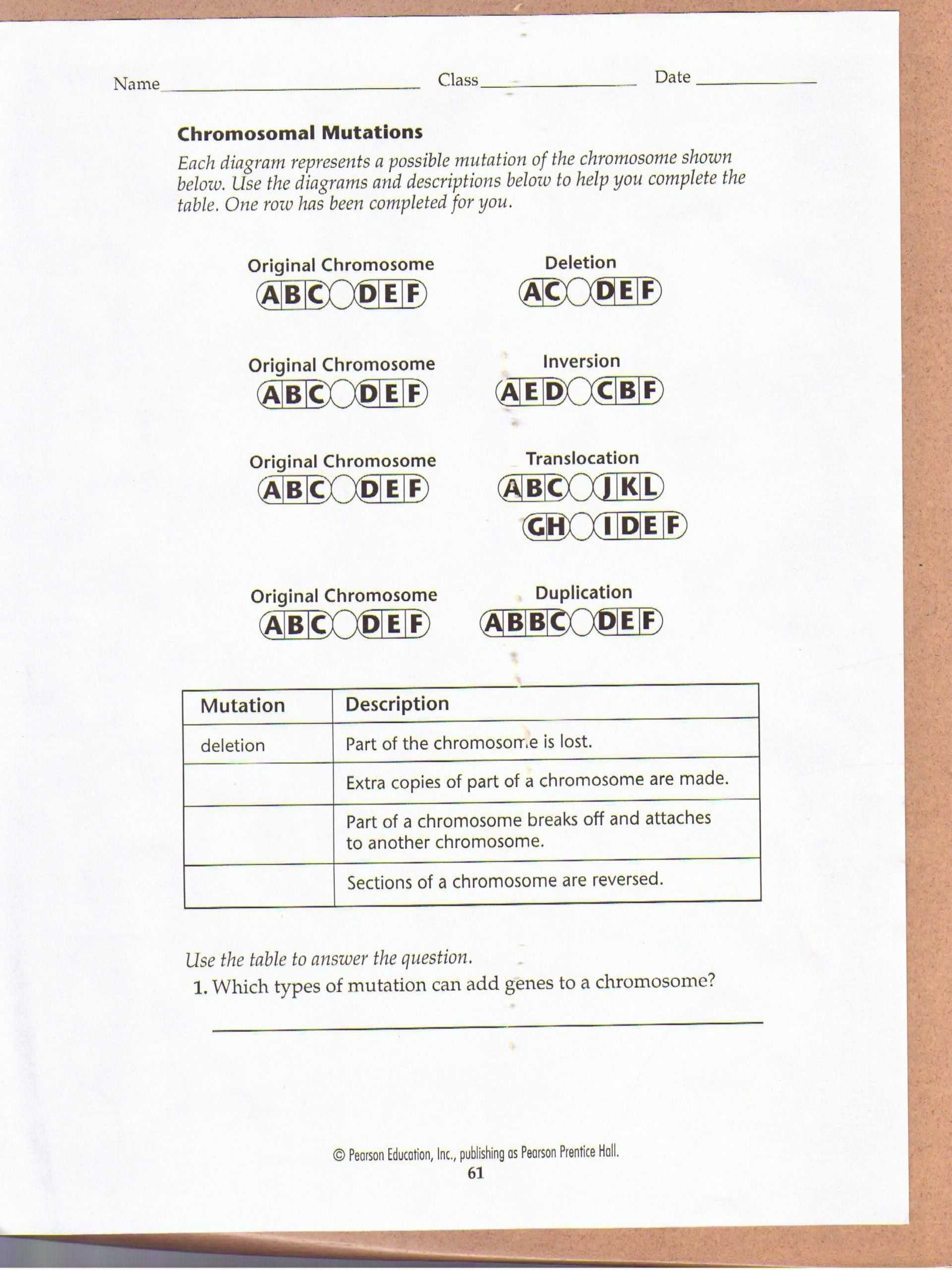 Dna Mutations Practice Worksheet Answers | Education Template regarding Dna Mutations Practice Worksheet