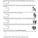 Dna Mutations Practice Worksheet – Isacork Intended For Dna Mutations Practice Worksheet